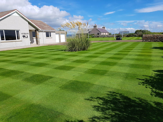 Winter Lawn Care