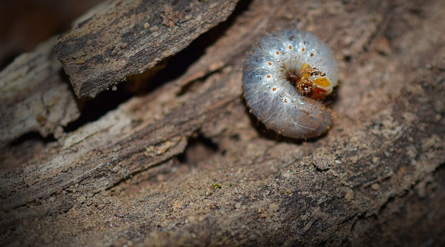 Bowling Green Woes: A Guide to Banishing Chafer Grubs