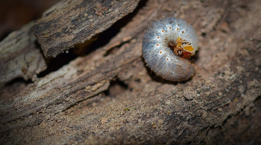 Bowling Green Woes: A Guide to Banishing Chafer Grubs