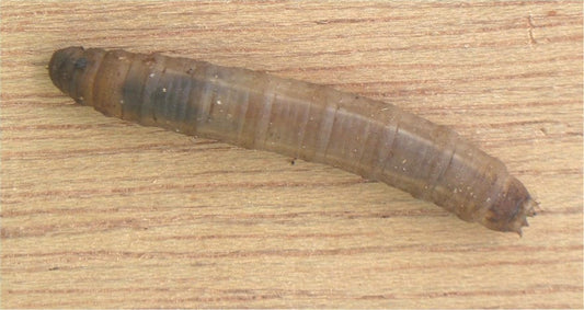 Dealing with Leatherjackets in your Lawn