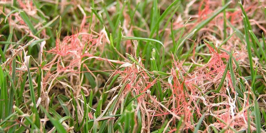 Understanding and Managing Red Thread on a Bowling Green