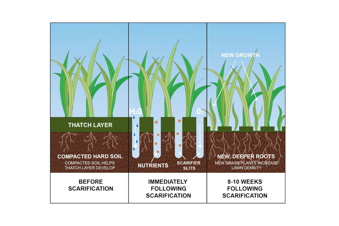 How To Scarify Your Lawn 