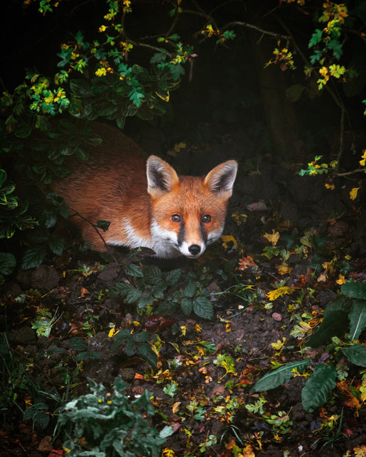 How To Stop Foxes Digging Up Your Bowling Green