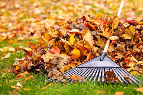 Why You Should Pick Up Leaves on a Football Pitch – And What Happens If You Don’t