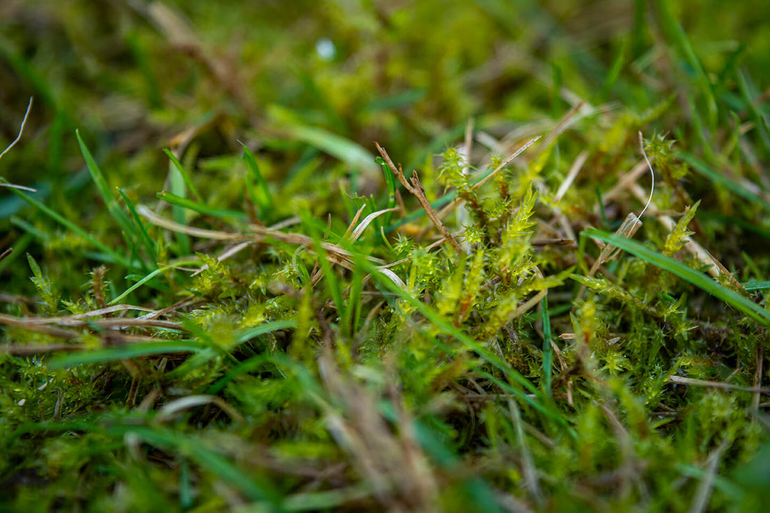 How to Get Rid of Moss in Your Lawn – Forever