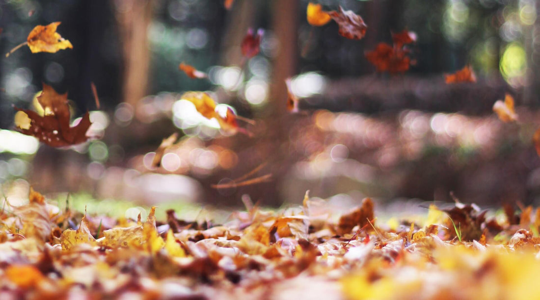 Autumn Leaves - Why Are Leaves on Your Lawn Bad?