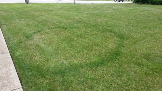Dealing With Fairy Rings In Your Lawn