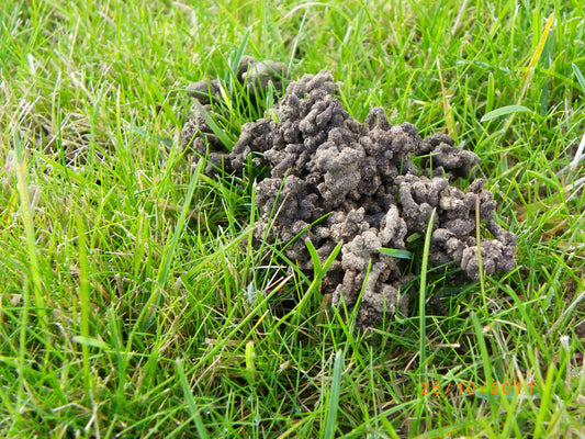 Why Are Wormcasts Detrimental On A Bowling Green?