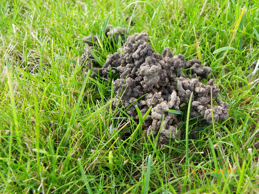 Dealing With Wormcasts On Your Bowling Green